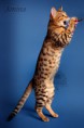 /album/amina/a6-bengal-cat-beauty-cat-faith-amina-jpg/